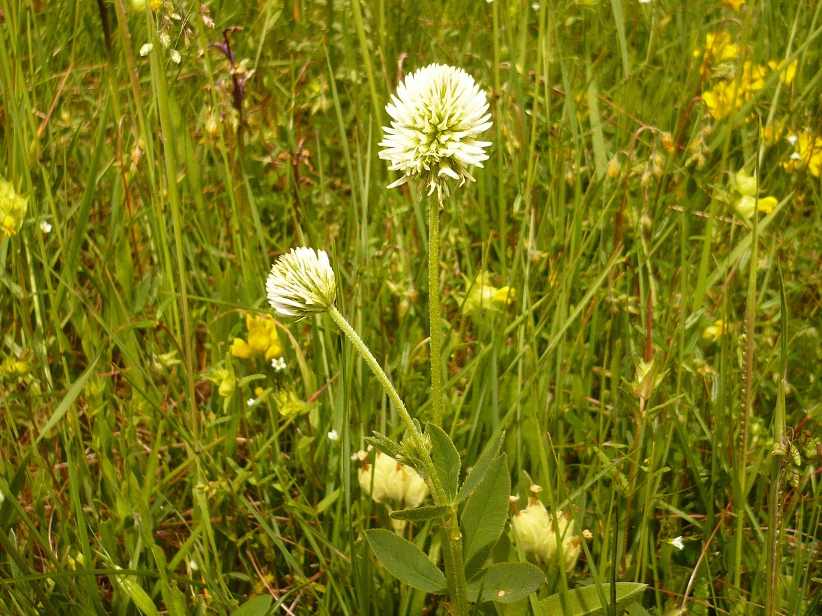 Trifolium montanum subsp. montanum (Fabaceae)